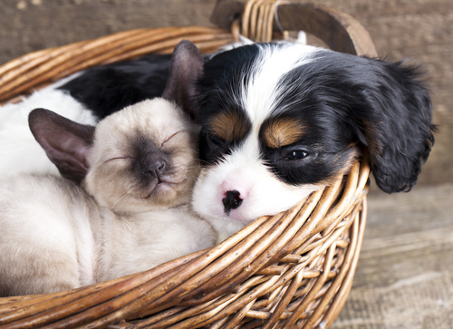 Cats and dogs sleeping in bamboo baskets Stock Photo