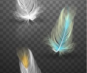 Color feather realistic design vector 01