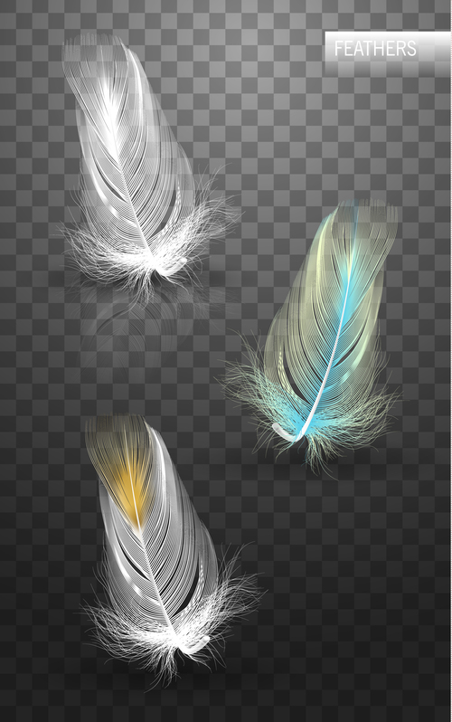 Color feather realistic design vector 01
