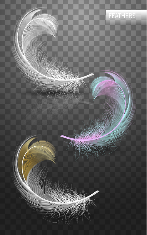 Color feather realistic design vector 02