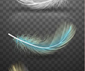 Color feather realistic design vector 03