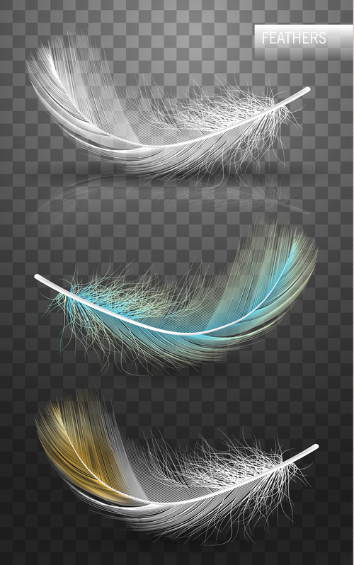 Color feather realistic design vector 03
