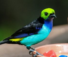 Colored little sparrow Stock Photo