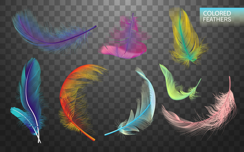 Colorful feather realistic design vector 01 free download