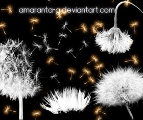 Dandelion HD Photoshop Brushes