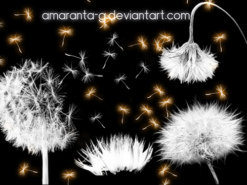 dandelion photoshop action free download