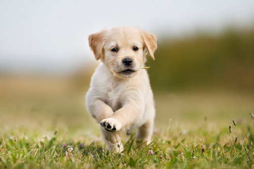 Dogs Running on the grass Stock Photo 01
