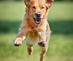 Dogs Running on the grass Stock Photo 04