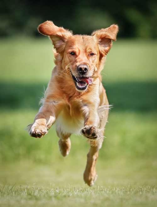 Dogs Running on the grass Stock Photo 04
