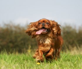 Dogs Running on the grass Stock Photo 05