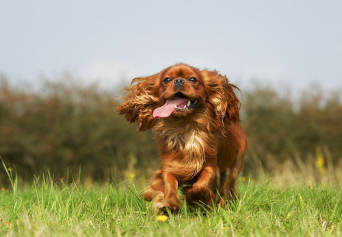 Dogs Running on the grass Stock Photo 05