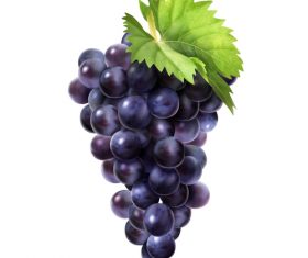 Fresh grape illustration vector