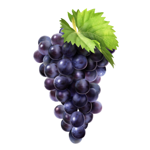 Fresh grape illustration vector