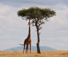 Giraffe stretches his long neck to eat leaves Stock Photo
