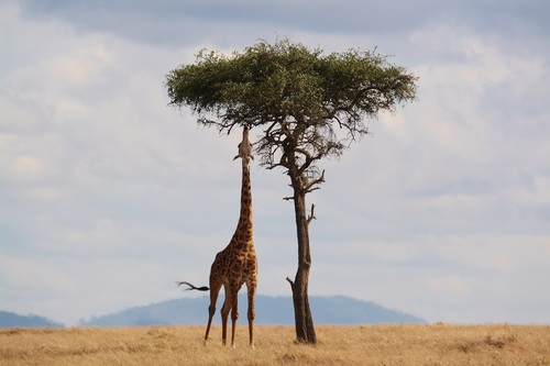 Giraffe stretches his long neck to eat leaves Stock Photo