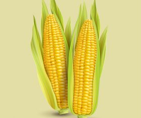 Golden corn design vector illustration