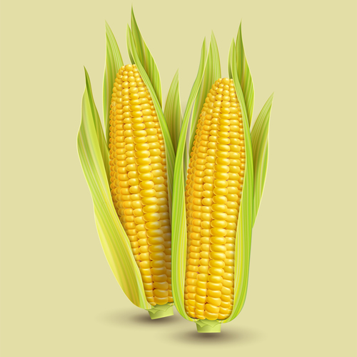 Golden corn design vector illustration