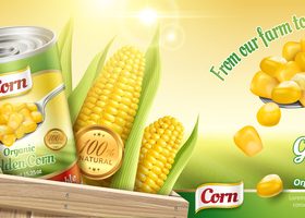Golden corn tin poster vector template 02