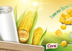 Golden corn tin poster vector template 04