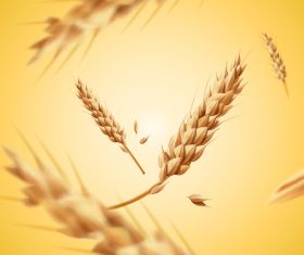 Golden wheat with yellowe background vector