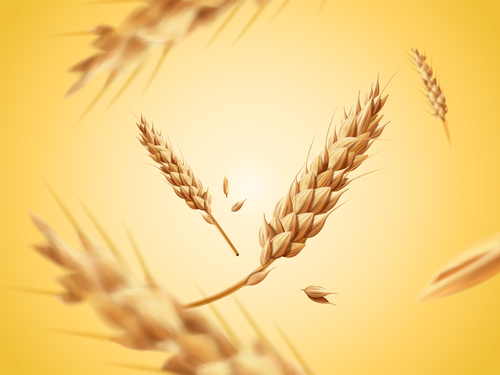 Golden wheat with yellowe background vector