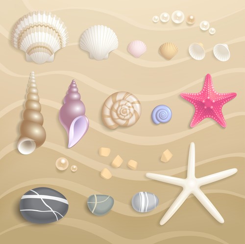 High quality Seashells vector set