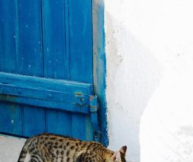Kitten eating food Stock Photo