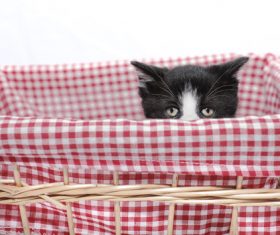 Kitten in bamboo basket Stock Photo