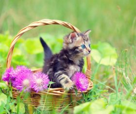 Kitten in the basket on the grass Stock Photo
