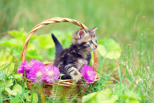 Kitten in the basket on the grass Stock Photo