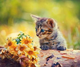 Kitten looking at flowers Stock Photo