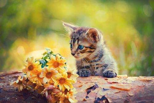 Kitten looking at flowers Stock Photo