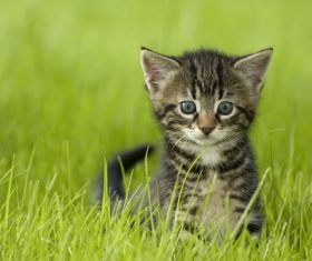 Kitten on the grass Stock Photo 01