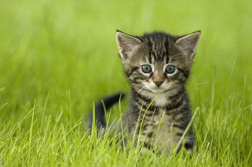 Kitten on the grass Stock Photo 01