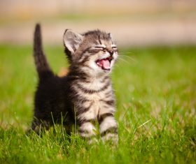 Kitten on the grass Stock Photo 02