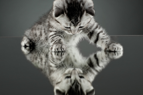 Kitten on the mirror Stock Photo