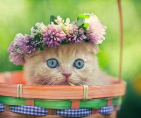 Kitten wearing wreath in bamboo basket Stock Photo