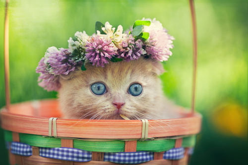 Kitten wearing wreath in bamboo basket Stock Photo