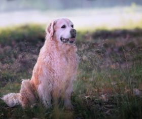Labrador Stock Photo