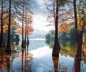 Large trees in the autumn lake Stock Photo