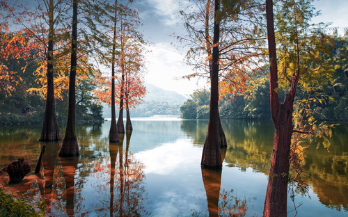 Large trees in the autumn lake Stock Photo