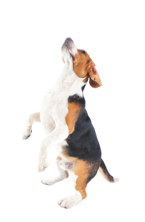 Lively Beagle Dog Stock Photo 01