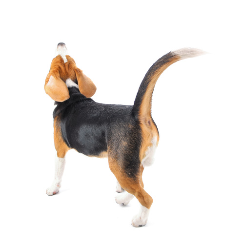 Lively Beagle Dog Stock Photo 02