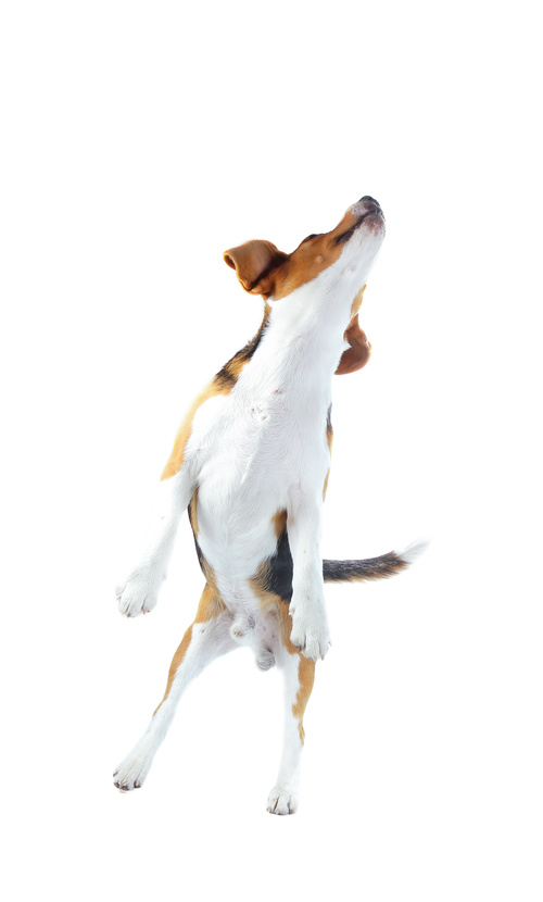 Lively Beagle Dog Stock Photo 03