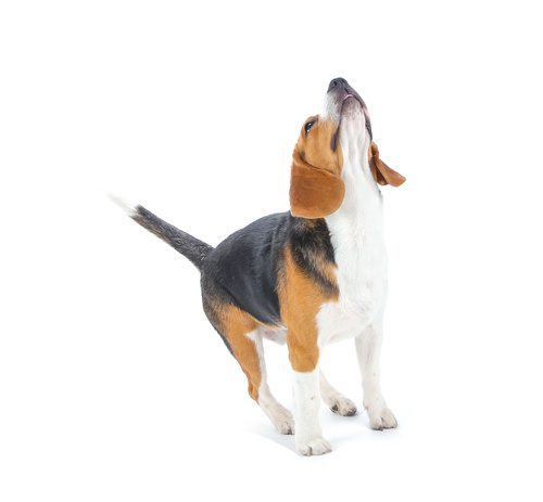 Lively Beagle Dog Stock Photo 04