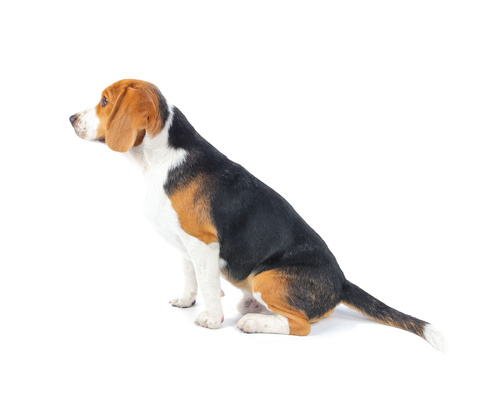 Lively Beagle Dog Stock Photo 05