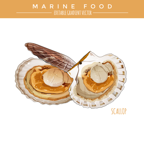 Marine food scallop vector illustration