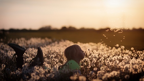 On the ground blowing little girl on dandelion Stock Photo