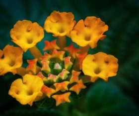 Orange lantana flowers Stock Photo