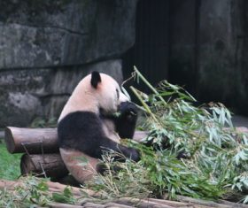 Panda eating bamboo Stock Photo